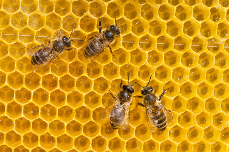 Poctivá práca včeličiek