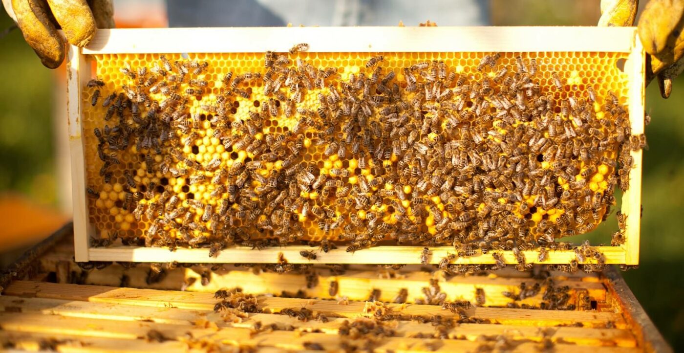 Aby včely vyprodukovali pol kila medu, nalietajú až 90 000 kilometrov a navštívia 2 milióny kvetov.
