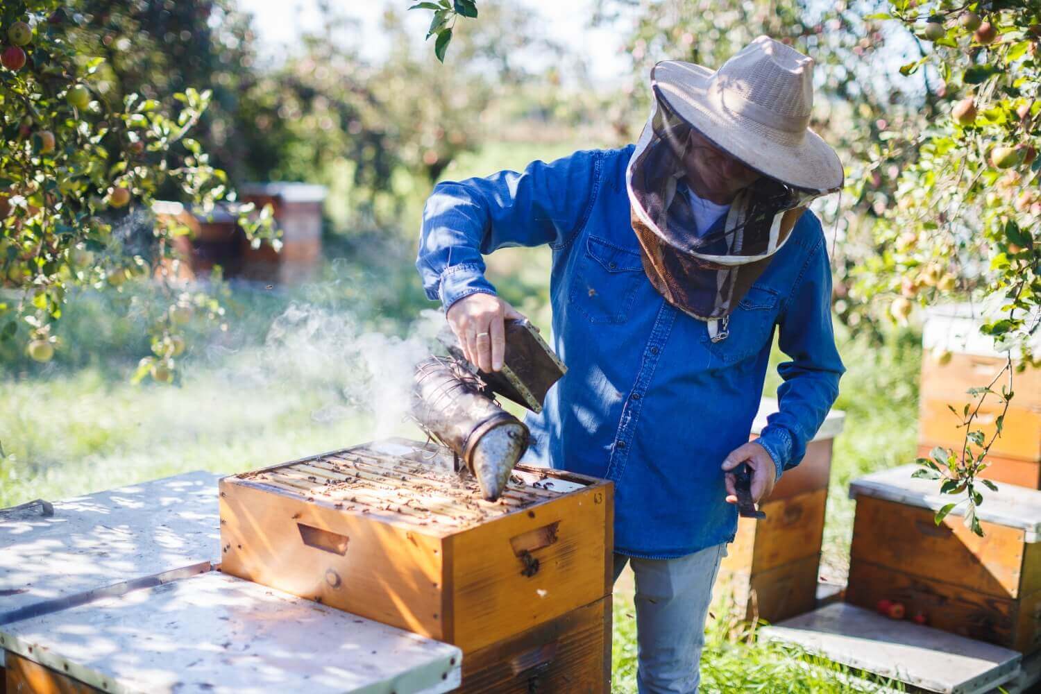 Aj náš medový sajder má svoj príbeh